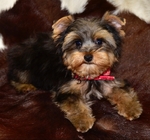 AKC Yorkie Male Puppies