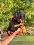 Doberman Puppies for sale