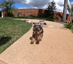 MAGNIFICENT LITTLER BABY READY  A NEW HOME