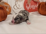 Toy Australian Shepherd Puppies!