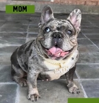 French and English Bulldogs