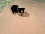 CKC Boston Terrier  Femle