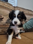 ASDR Registered Toy Australian Shepherd