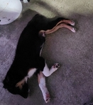 Registered Standard Australian Shepherd