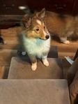 AKC Registered Shetland Sheepdog (Shelties)