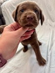 Chocolate Lab Puppies!