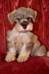 Toy/Miniature Schnauzer Male puppies