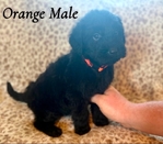 7 week old labradoodle puppies