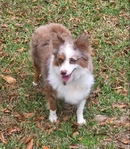 Toy Australian Shepherd Female