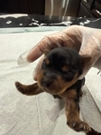 CKC Registered Purebred Yorkie Puppies