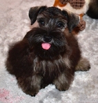 Toy/Miniature Schnauzer Male puppies