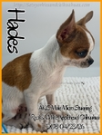 Exceptional Male AKC Applehead Chihuahuas