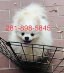 7 month Pomeranian Blue Merle Male