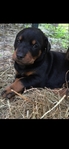 Doberman Puppies for sale