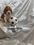 Beagle puppies AKC
