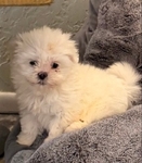 Shih Tzu Pup-Female