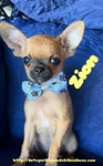 AKC XTiny Male Chihuahuas