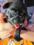 Black pug puppies