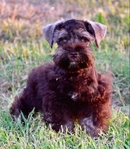 AKC Toy/Miniature Schnauzer Puppies.