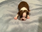CKC Boston Terrier Puppies