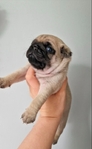 Pug puppies