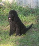Goldendoodle Puppies