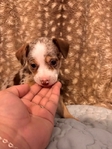 Beautiful Merle Chihuahua Puppies