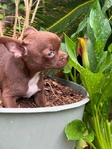 AKC Applehead Male Chocolate Chihuahua