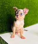 Chihuahua puppies
