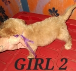 Three Sweet 8 week old Tea Cup shih poo puppies