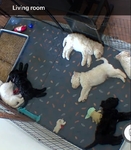 Standard F 1 B Labradoodles