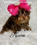 AKC Micro Female Chocolate & Tan Yorkie
