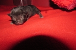 ragdoll kittens for sale