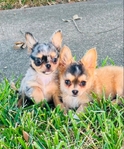 Chihuahua puppies in Houston Clear Lake