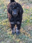 Standard Poodle Puppies born 9/12/25