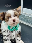 AKC Micro Yorkie baby boys