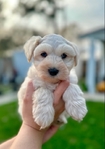 miniature schnauzer puppies