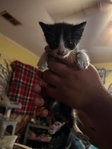 Kittens