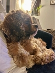 Cocker Spaniel