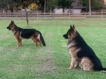 Coming Soon! AKC Champion Line German Shepherd Pups!