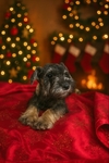 Miniature schnauzer