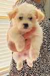 Morekipoo Puppies