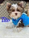 AKC Micro Male Chocolate Parti Yorkies
