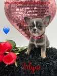 Stunning AKC Lilac Tri Colored  Male Applehead Chihuahua