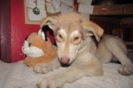 male wolf hybrid for sale