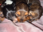Mini Longhair Dachshund Puppies