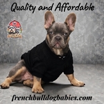 French Bulldog puppies $1500