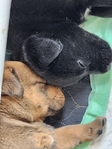 Puppies for sale