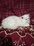 Persian kitten