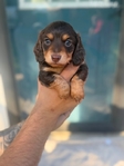 Christmas Weenies!! AKC Mini Dachshund pups